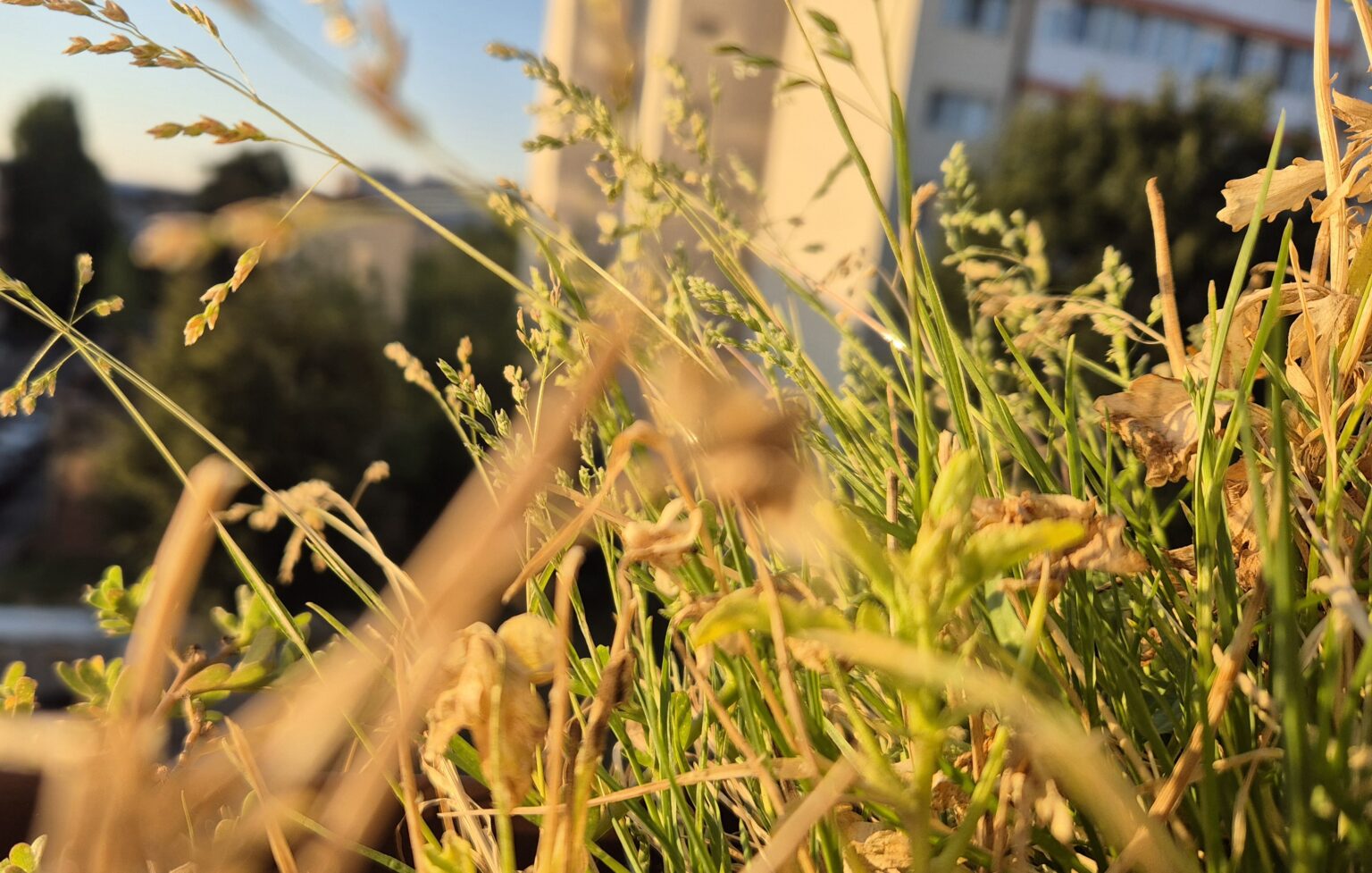 Răcoare dimineața, caniculă în scădere și o umbră de ploaie la orizont Răcoare dimineața, caniculă în scădere și o umbră de ploaie la orizont