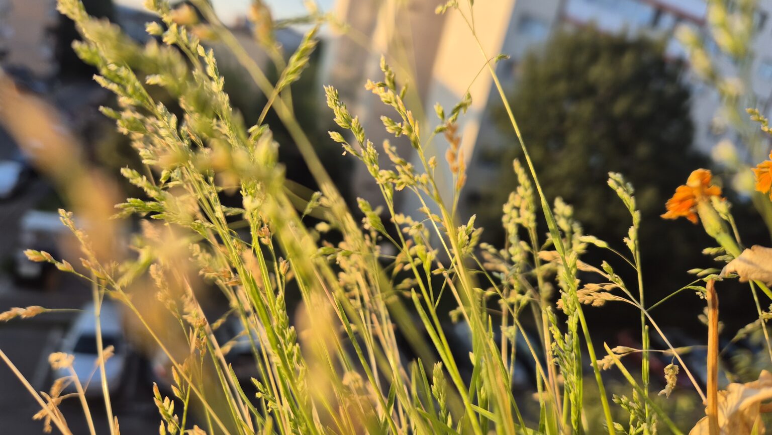 Vreme caniculară azi în Dâmbovița