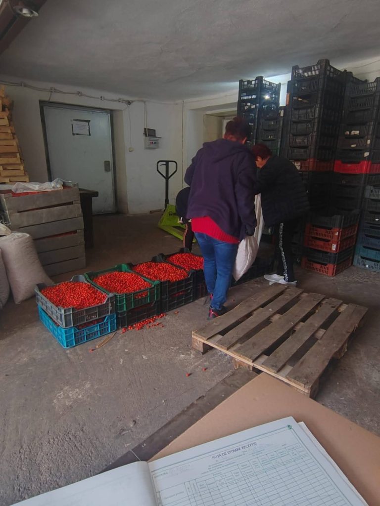 23 de tone de măceșe recoltate în Dâmbovița care ajung  direct în industria de medicamente