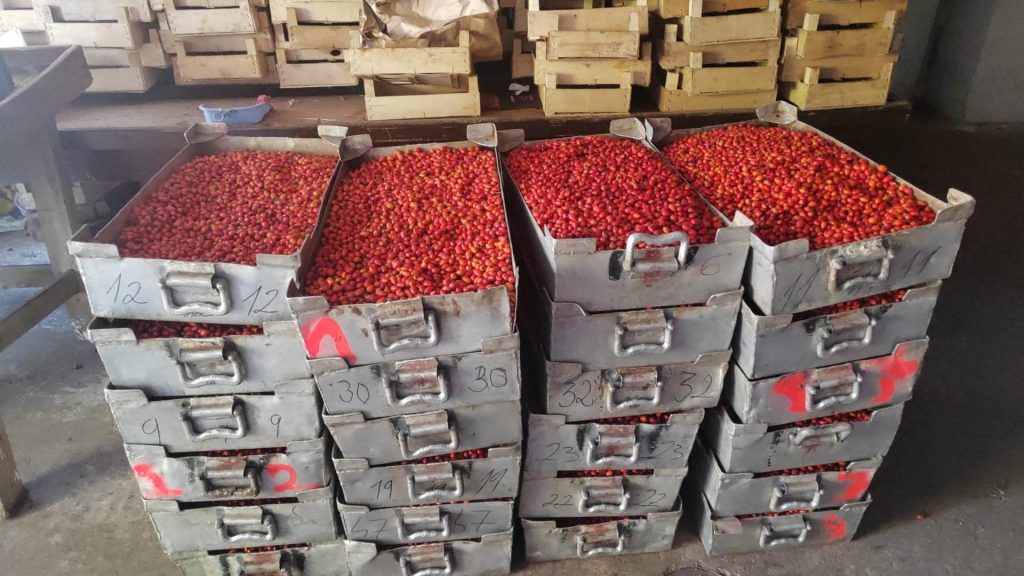 23 de tone de măceșe recoltate în Dâmbovița care ajung  direct în industria de medicamente