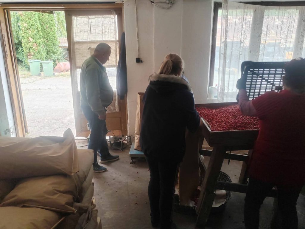 23 de tone de măceșe recoltate în Dâmbovița care ajung  direct în industria de medicamente