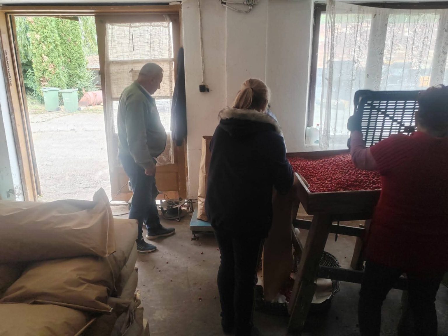 23 de tone de măceșe recoltate în Dâmbovița care ajung  direct în industria de medicamente