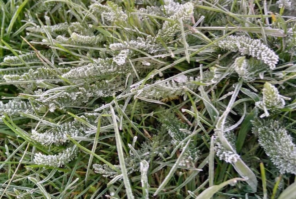 Primul ger al sezonului