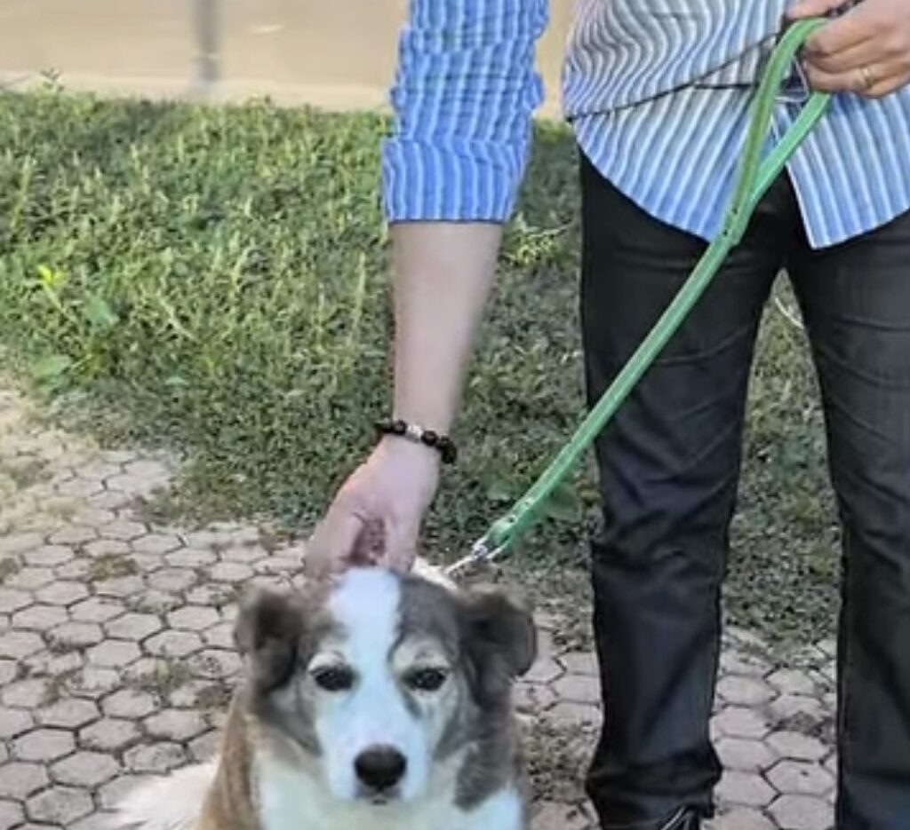 Târgoviște: Primăria lansează campanie gratuită de sterilizare pentru câinii cu stăpân