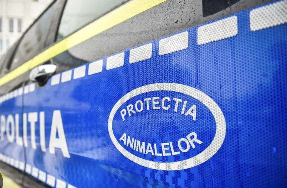 Bărbat cercetat penal pentru agresiune asupra unei cabaline în Tărtășești Bărbat cercetat penal pentru agresiune asupra unei cabaline în Tărtășești