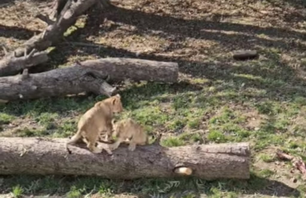 Toamna la  Zoo Târgoviște – culori, sunete și aventuri