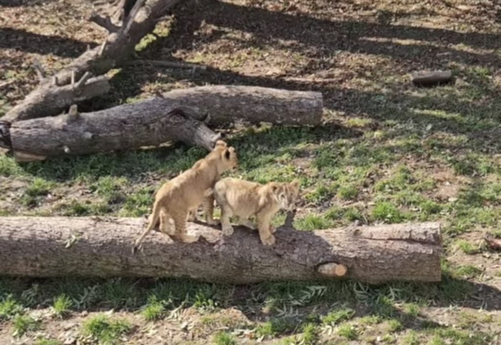 Toamna la  Zoo Târgoviște – culori, sunete și aventuri