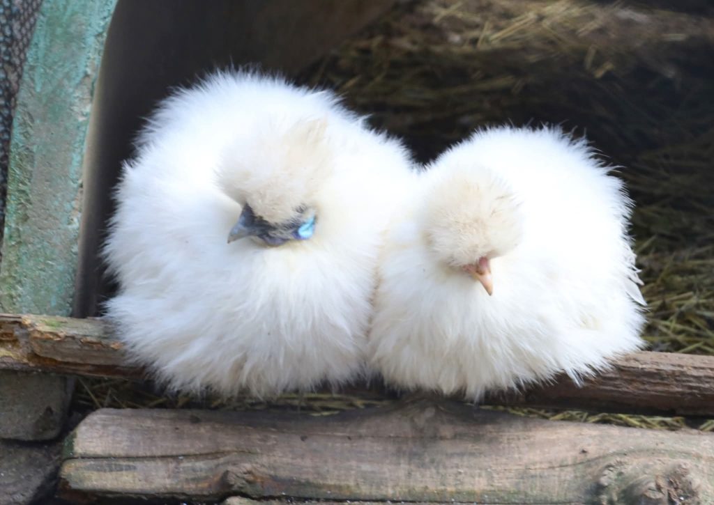 Toamna la  Zoo Târgoviște – culori, sunete și aventuri