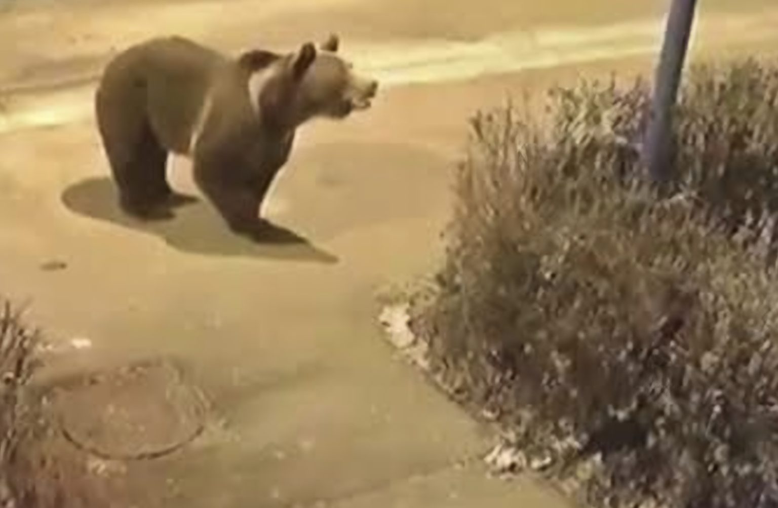 Urs surprins în satul Săteni, populația avertizată