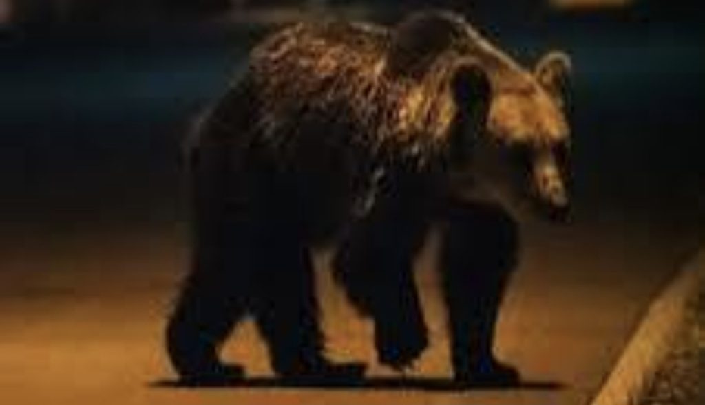 Alertă în comuna Vârfuri: Urs semnalat în localitate