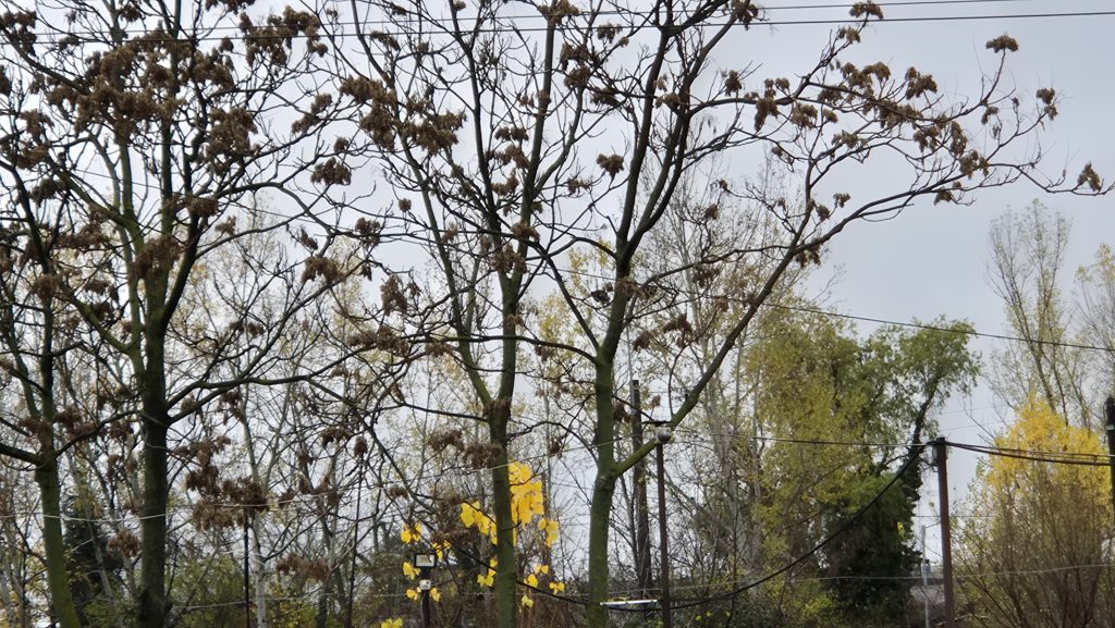Astăzi în județul Dâmbovița se anunță vreme foarte rece şi burniță 