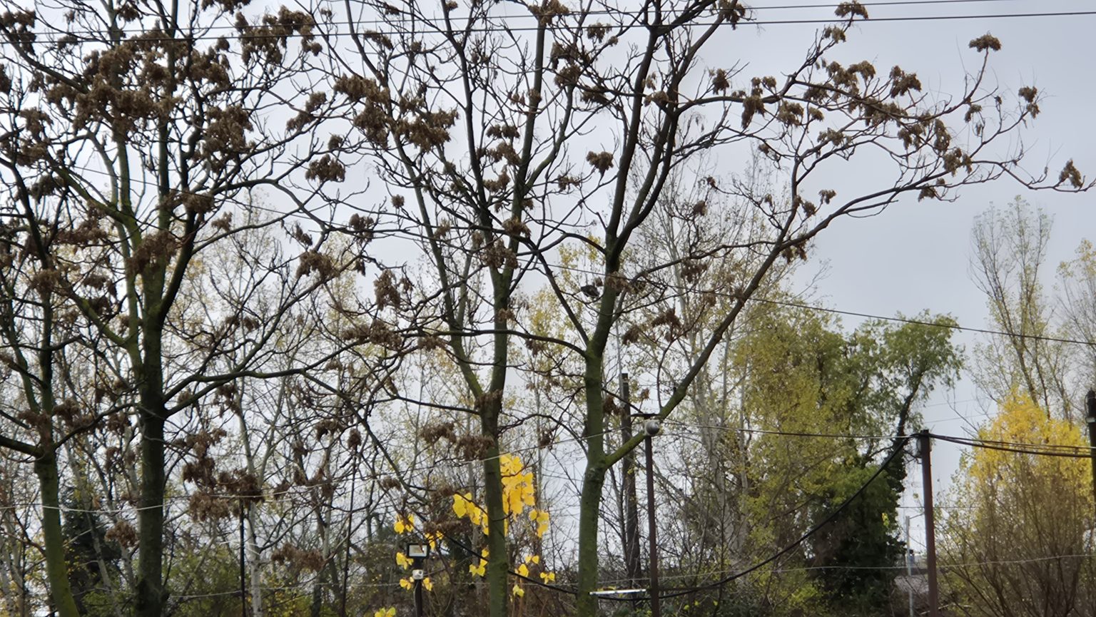 Astăzi în județul Dâmbovița se anunță vreme foarte rece şi burniță 