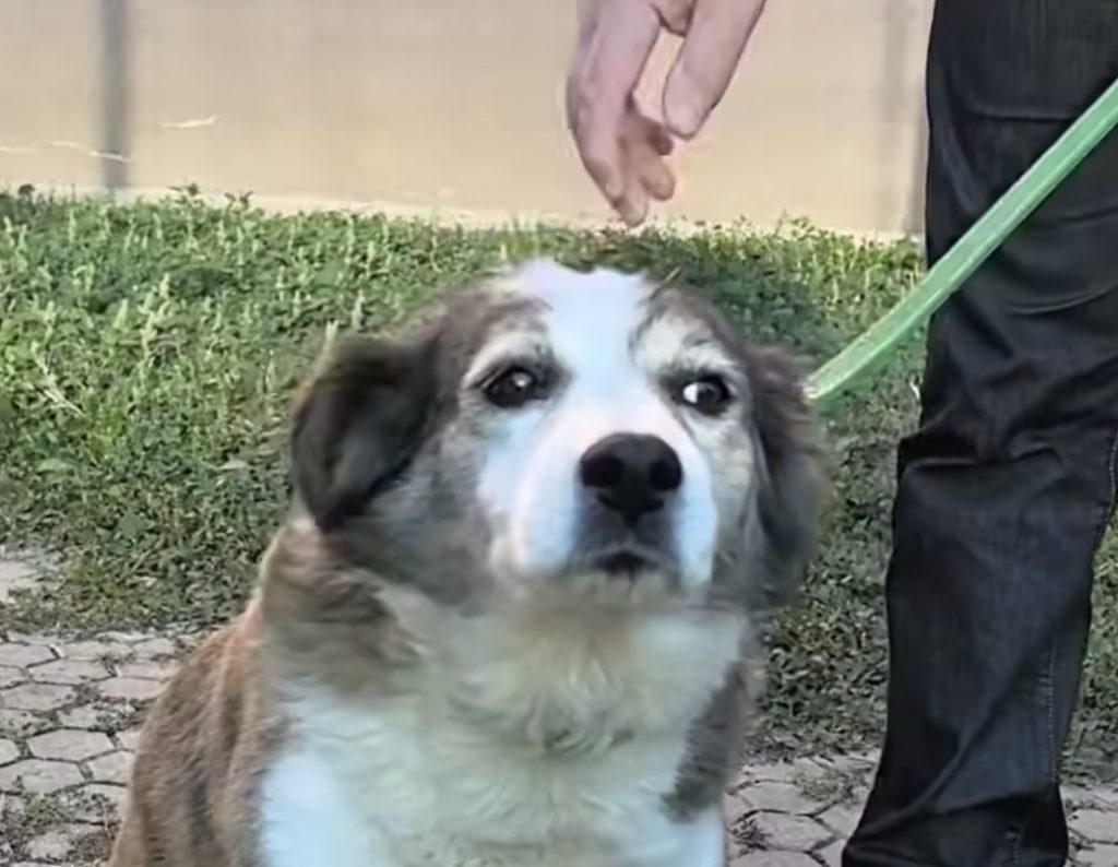 Campanie de sterilizare gratuită a câinilor cu stăpân în Târgoviște – până pe 31 noiembrie