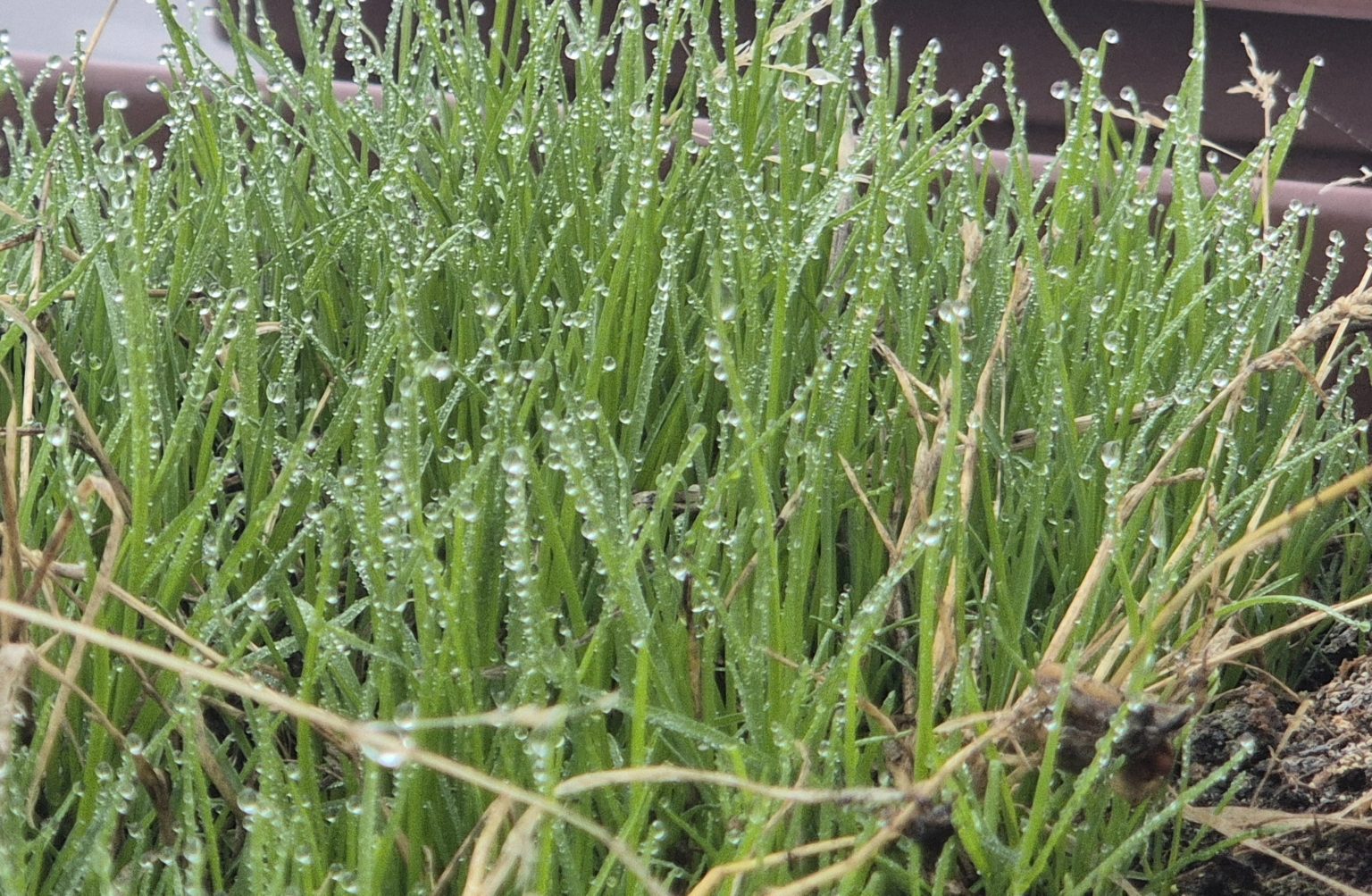 PLOI, RĂCIRE ACCENTUATĂ în zonele joase și ninsori la munte: VREMEA SE STRICĂ ÎN PERIOADA 17–19 NOIEMBRIE PLOI, RĂCIRE ACCENTUATĂ în zonele joase și ninsori la munte: VREMEA SE STRICĂ ÎN PERIOADA 17–19 NOIEMBRIE