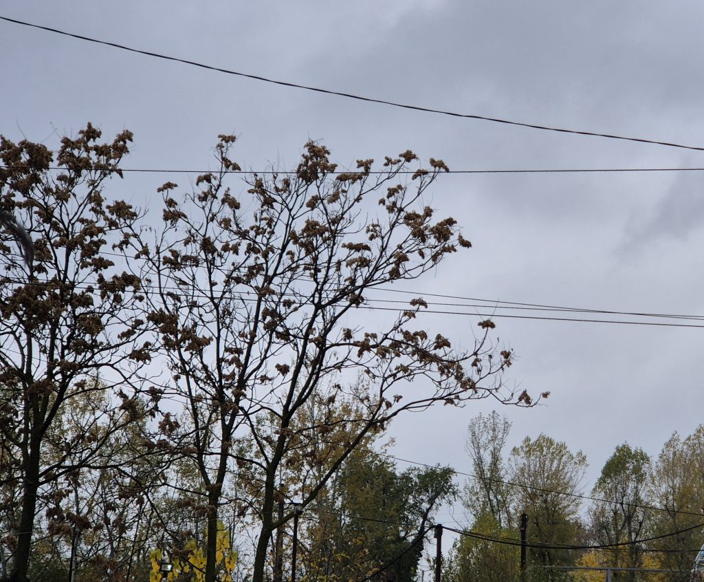 Vremea astăzi în județul Dâmbovița: Ploi slabe și temperaturi de până la 11 °C