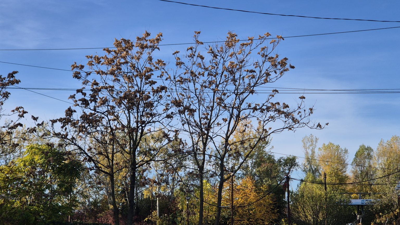 Zi cu două anotimpuri în Dâmbovița: dimineața, după apus și noaptea frig pătrunzător, la prânz toamnă cu iz de primăvară Zi cu două anotimpuri în Dâmbovița: dimineața, după apus și noaptea frig pătrunzător, la prânz toamnă cu iz de primăvară Astăzi în județul Dâmbovița ne aşteaptă o zi cu adevărat cu două feţe: dimineaţa, după apus şi noaptea se anunţă foarte reci, iar la prânz va fi o adevărată „toamnă cu iz de primăvară”. Dimineaţa, temperaturile au pornit de la aproximativ 5 °C la primele ore, cu soare timid şi cer senin. Până spre ora 10-11 se încălzeşte uşor până la 11°C, dar aerul rămâne rece, deci e indicat să purtaţi o haină groasă. La prânz , soarele îşi face simţită prezenţa puternic, iar temperatura urcă până la 18 °C în jurul orei 14:00. Va fi o atmosferă de toamnă târzie, dar cu acea senzaţie de primăvară — aerul devine blând, însă e bine să aveţi un pulover la îndemână pentru că vântul adie. După apus, în jurul orei 17:00, termometrul revine rapid spre valori reci: vom avea în jur de 10-12 °C, iar spre miezul nopţii se prelungeşte răcirea până la aproximativ 7 °C. Va fi o noapte cu aer rece, după o zi ceva mai generoasă.