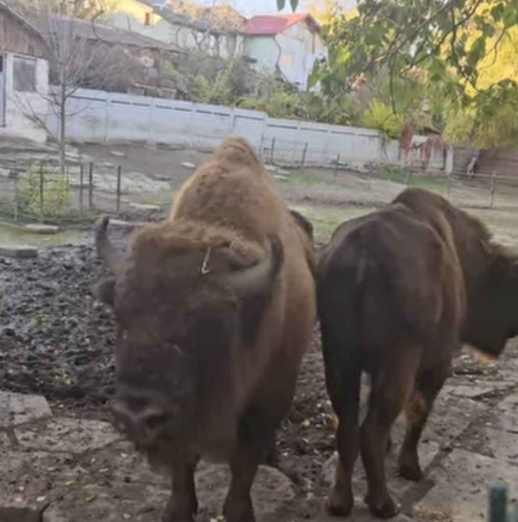  Toamna aduce farmec la Zoo Târgoviște