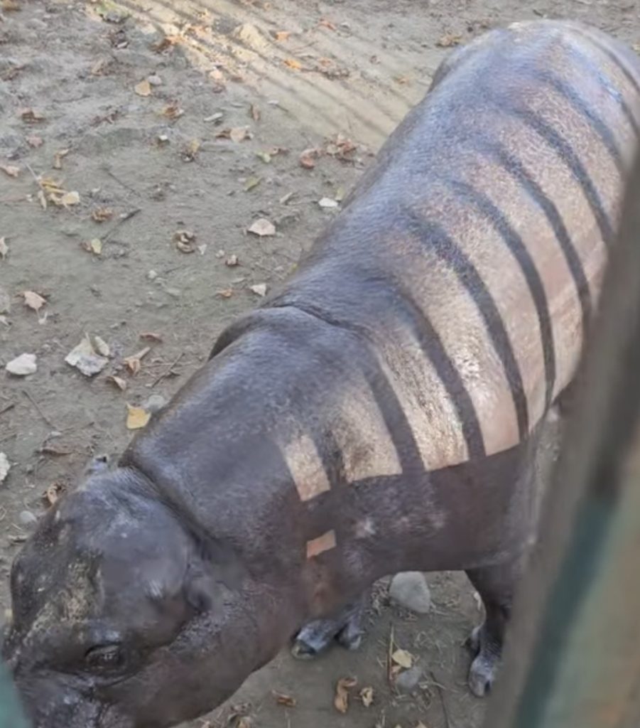  Toamna aduce farmec la Zoo Târgoviște