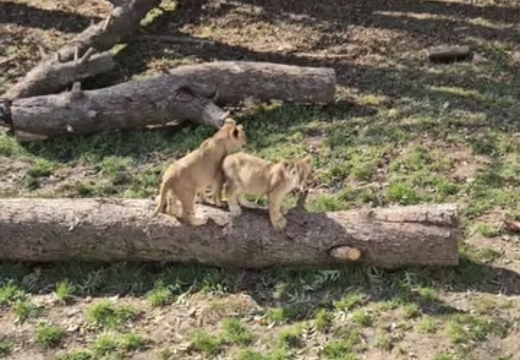  Toamna aduce farmec la Zoo Târgoviște