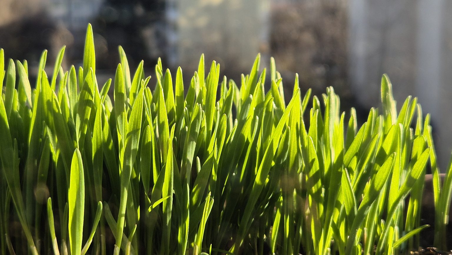 Alertă meteo: Vine frigul în România – temperaturi minime negative și vreme rece în toată țara Alertă meteo: Vine frigul în România – temperaturi minime negative și vreme rece în toată țara