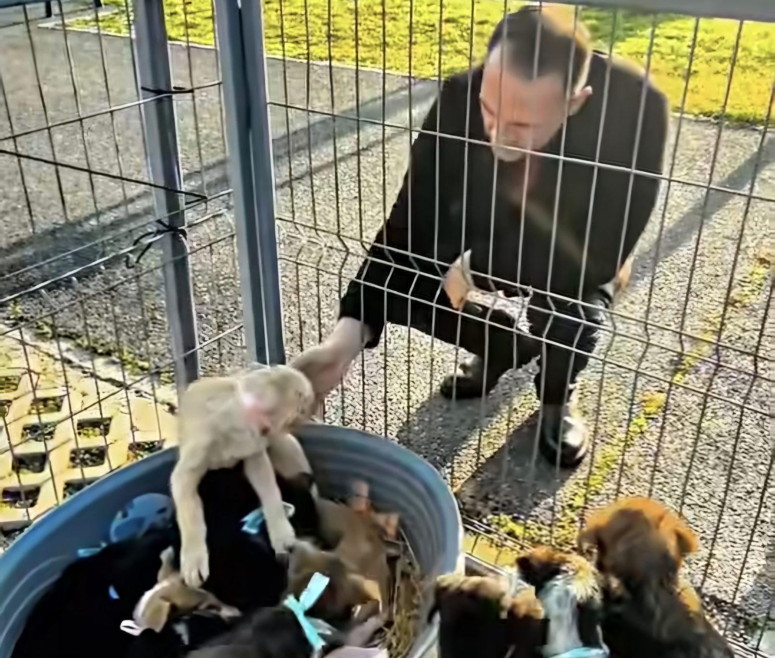 Târgoviște: Primul târg de adopții de câini, un succes