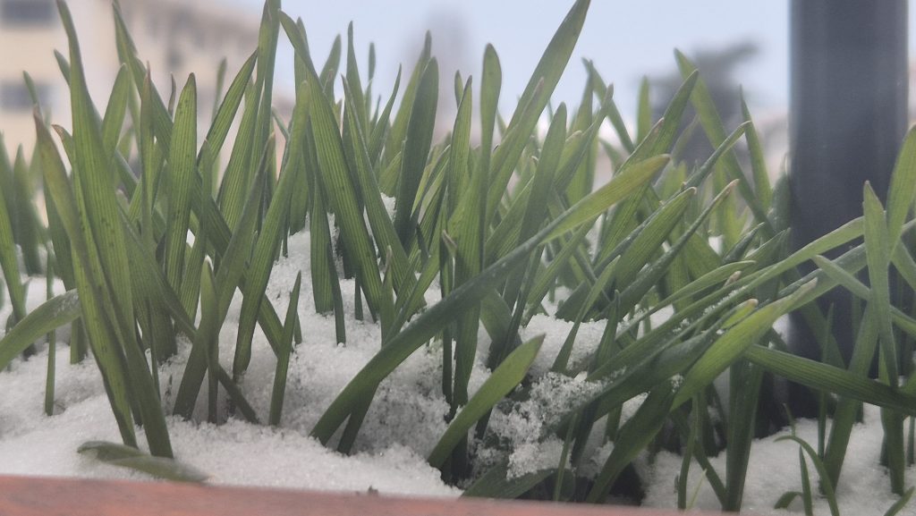 Ger accentuat la Târgoviște și în toată țara. -13 grade Celsius în această dimineață