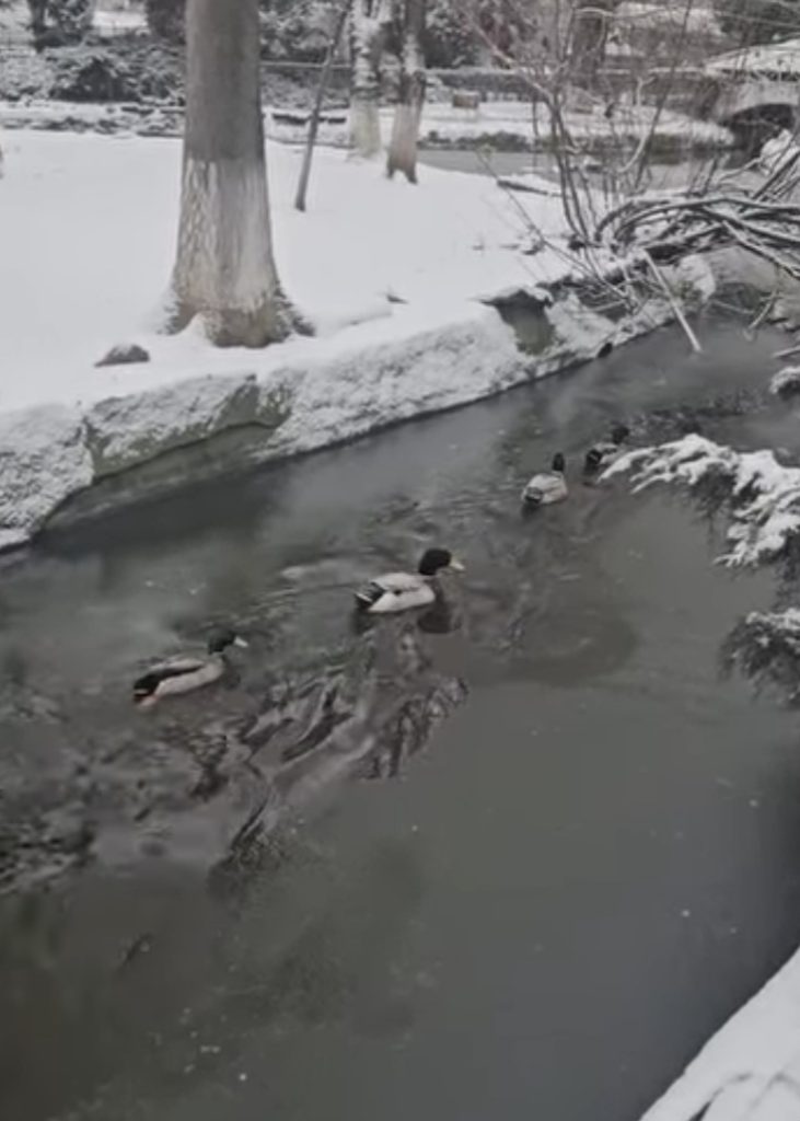 Grădina Zoologică Târgoviște – un colț de natură în straie de iarnă! 