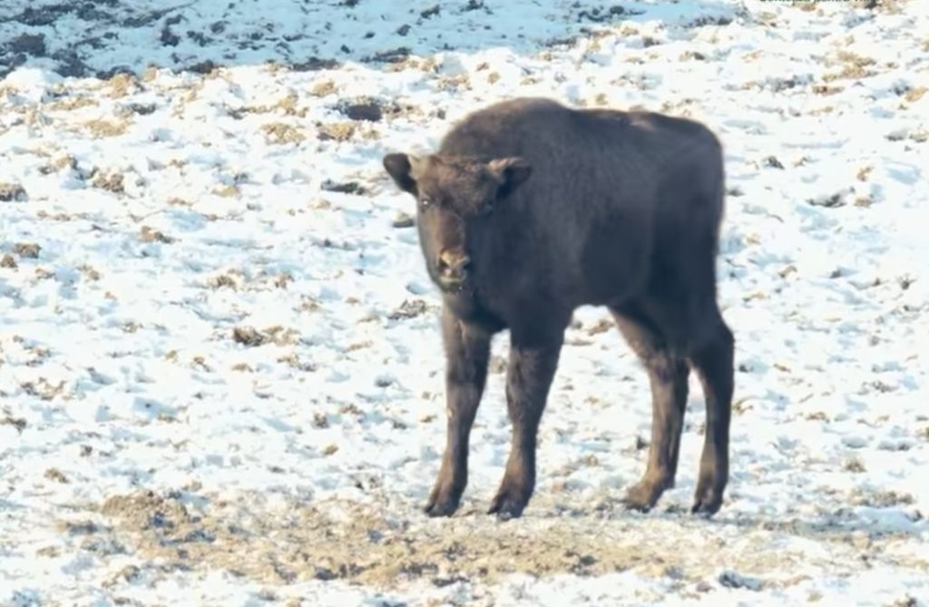 Roșia, noua vedetă a Rezervației de zimbri „Neagra” din Dâmbovița