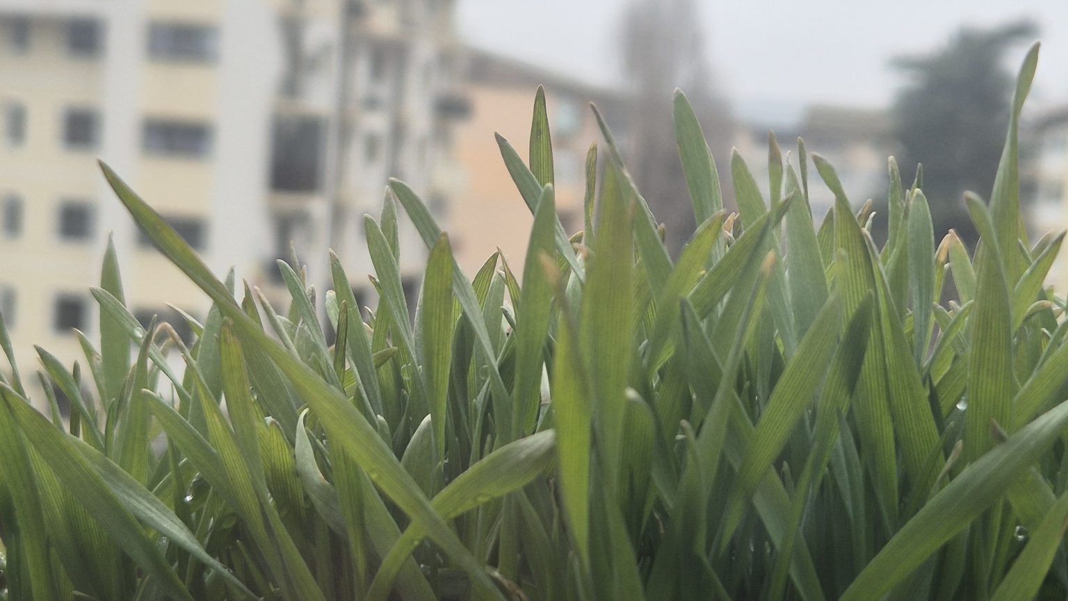 Ianuarie 2026: Temperaturi deosebit de scăzute și ger prelungit în România Ianuarie 2026: Temperaturi deosebit de scăzute și ger prelungit în România