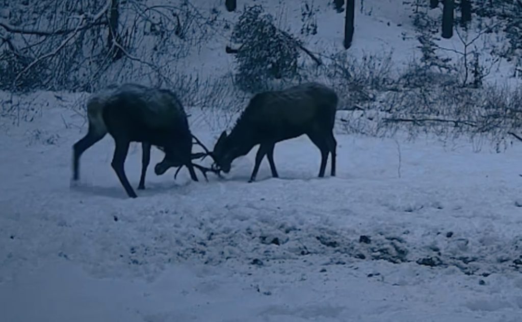 Imaginile zilei: Lecția naturii, între joacă și instinct