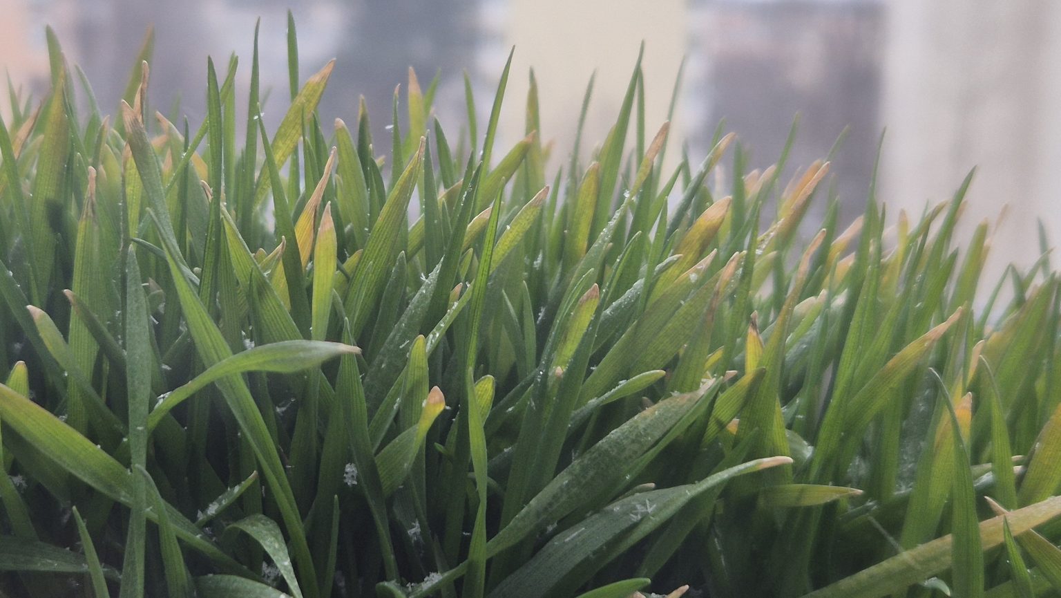 Ninge la Târgoviște, temperaturi sub zero și vânt rece Ninge la Târgoviște, temperaturi sub zero și vânt rece