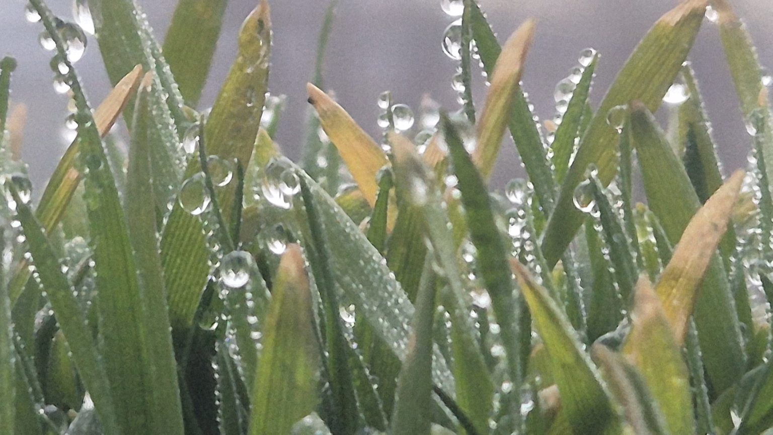 Vreme capricioasă: Ceată densă, cer parțial noros după-amiaza, precipitații 