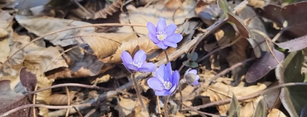 IMAGINILE ZILEI: Ghioceii din pădurile României – delicatețe și viață sălbatică