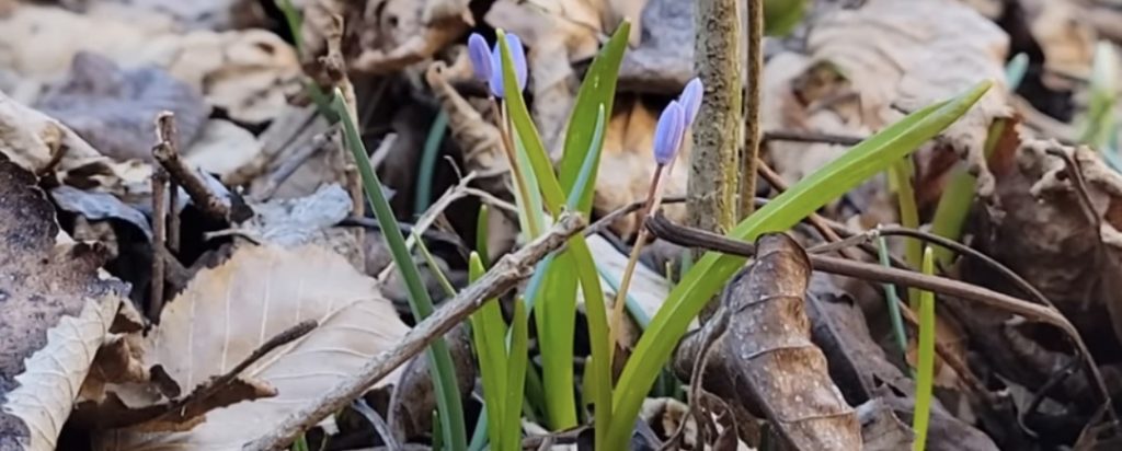 IMAGINILE ZILEI: Ghioceii din pădurile României – delicatețe și viață sălbatică