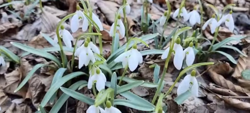 IMAGINILE ZILEI: Ghioceii din pădurile României – delicatețe și viață sălbatică