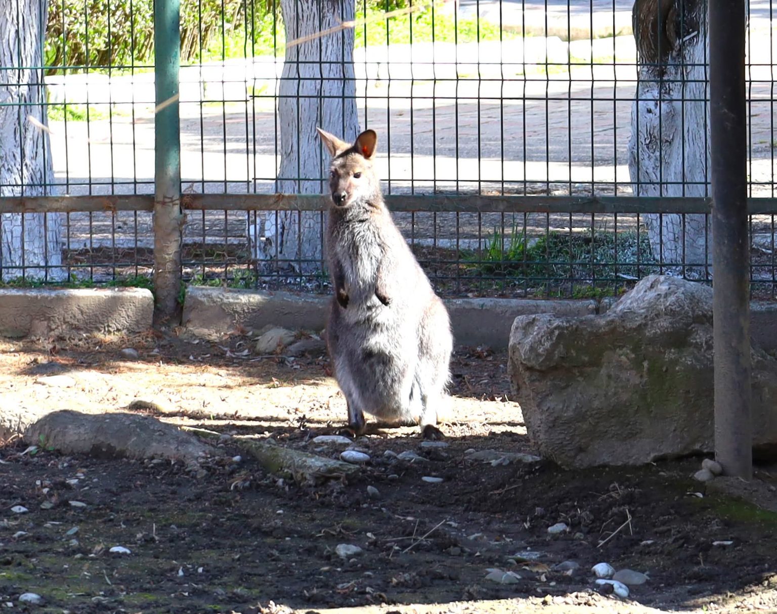 Primăvara a ajuns și la Grădina Zoologică Târgoviște, iar animalele și aleile parcului prind din nou viață odată cu temperaturile mai blânde