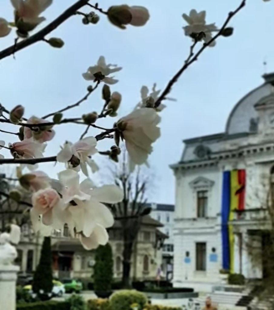 Târgoviștea prinde culoare de primăvară, chiar și sub ploaie