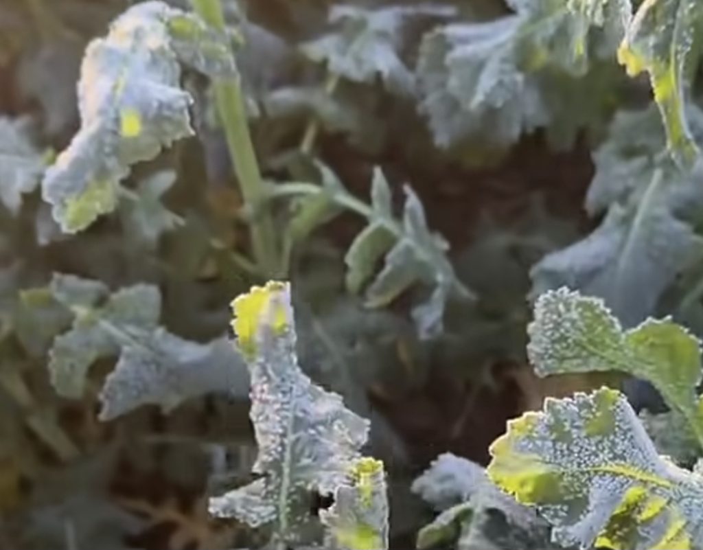 AER POLAR LA FINAL DE SĂPTĂMÂNĂ 