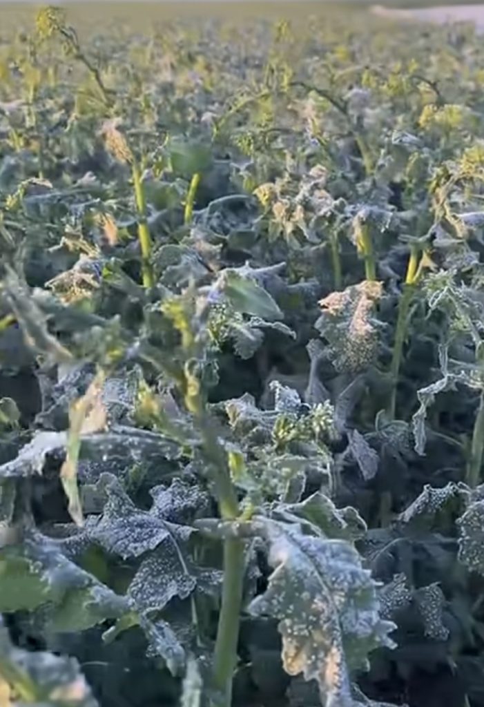 AER POLAR LA FINAL DE SĂPTĂMÂNĂ 