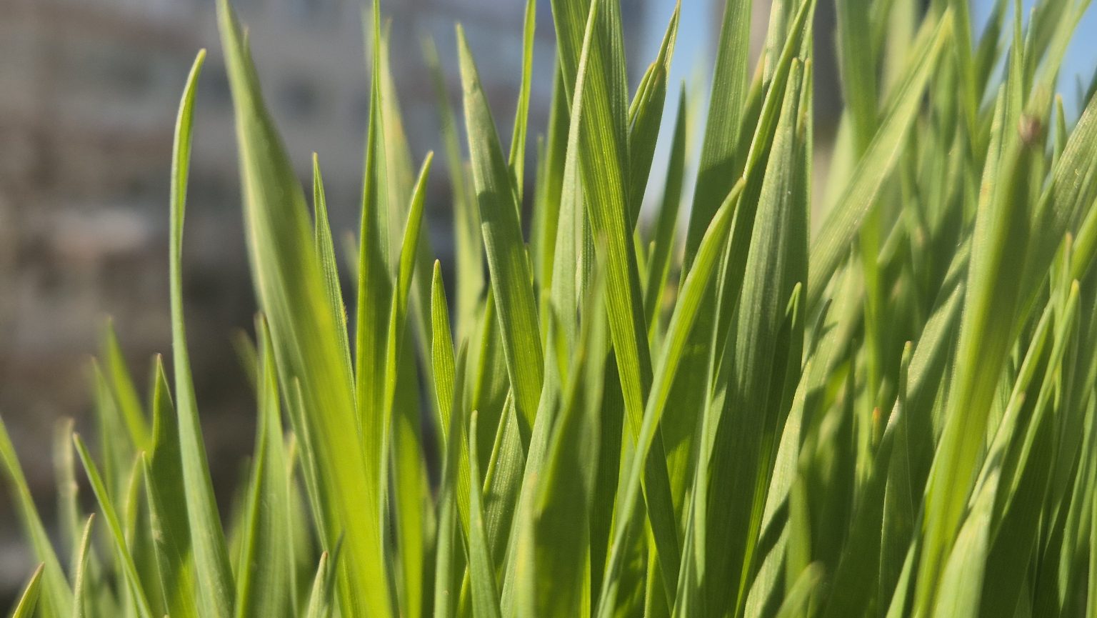 Anomalii termice :  Astăzi și mâine vreme caldă și  de marți, primăvara face pauză, revin fenomenele de iarnă 