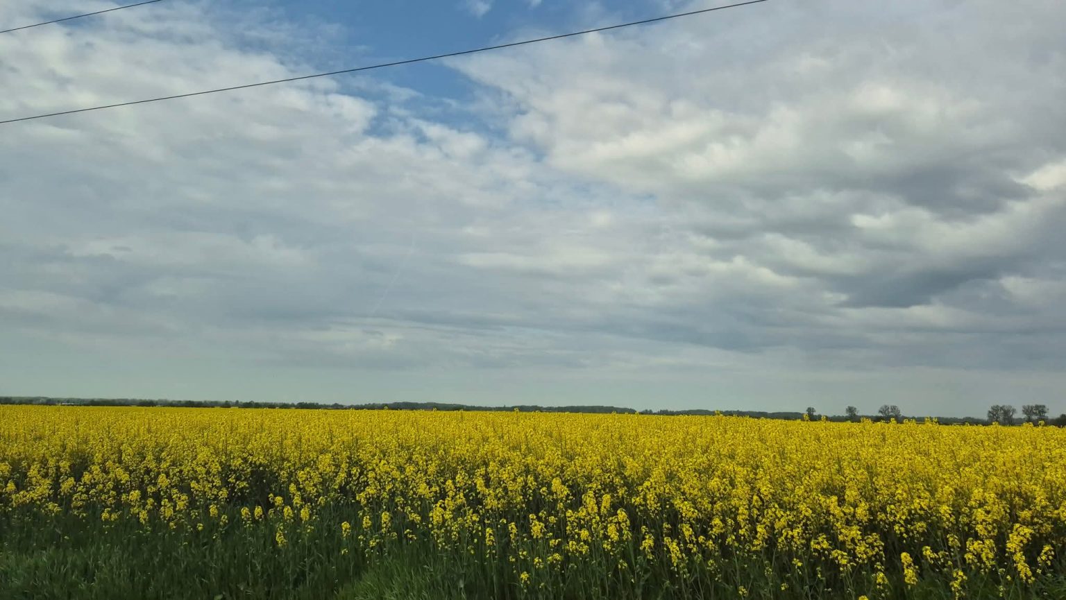 COD GALBEN DE FURTUNI ÎN JUDEȚUL DÂMBOVIȚA