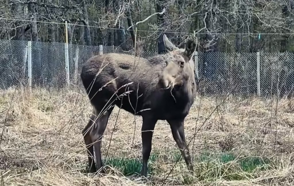  Elanii revin în România după 200 de ani: patru exemplare aduse în Parcul Natural Vânători Neamț