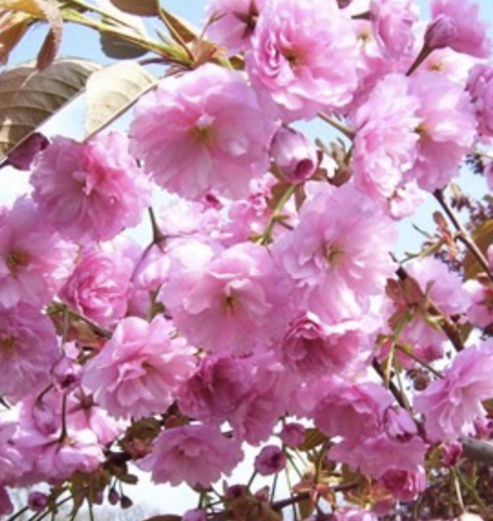 În Târgoviște, Bulevardul „Regele Ferdinand” s-a transformat într-un tablou de primăvară odată cu înflorirea cireșilor japonezi. VIDEO