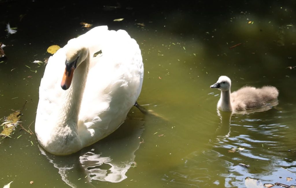  Primăvara prinde viață la Grădina Zoologică Târgoviște! VIDEO 
