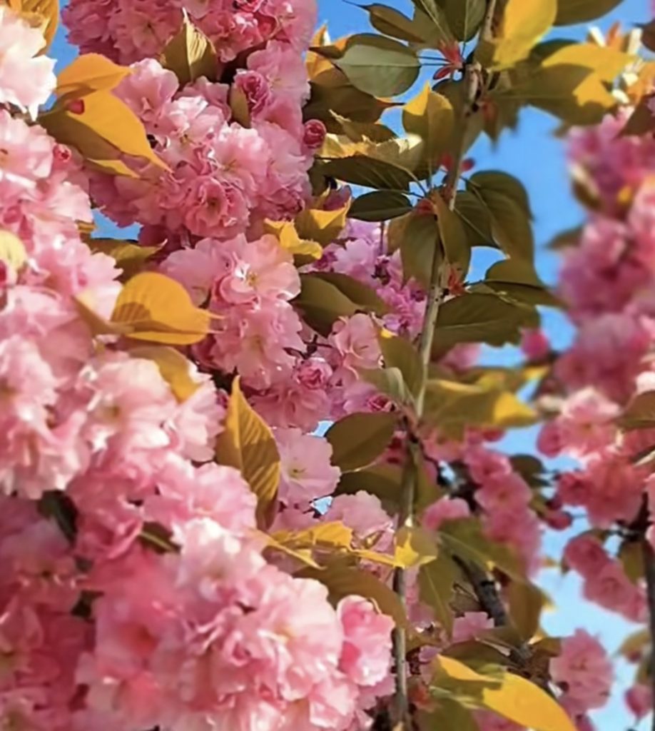 Spectacol de primăvară la Târgoviște: au înflorit cireșii japonezi pe bulevardul Regele Ferdinand! 