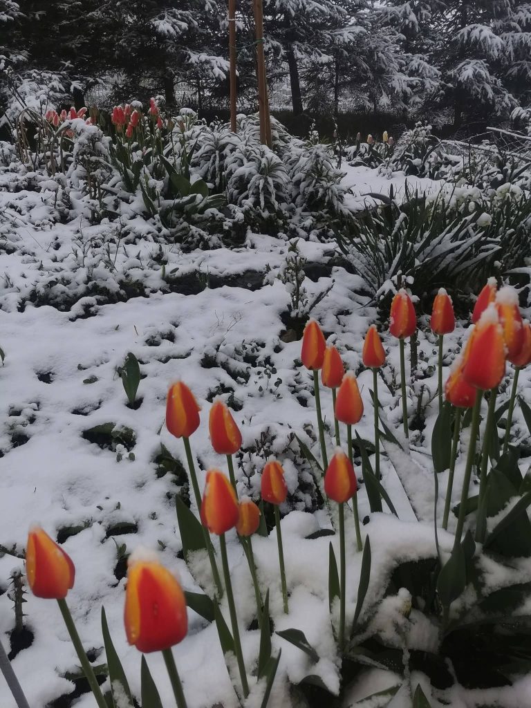 Vremea de 1 Mai aduce surprize: temperaturi mai apropiate de martie și risc de îngheț în mai multe regiuni