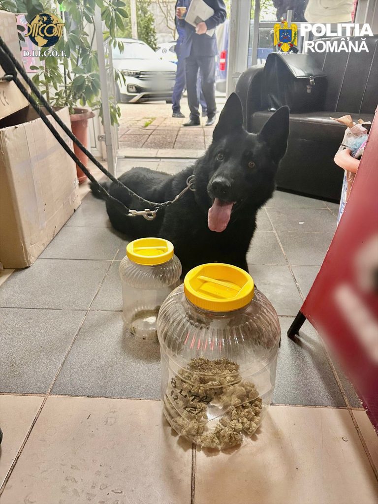 Rețea de trafic de droguri de mare risc destructurată în Dâmbovița: 5 persoane reținute după 19 percheziții la Târgoviște și în localitățile limitrofe