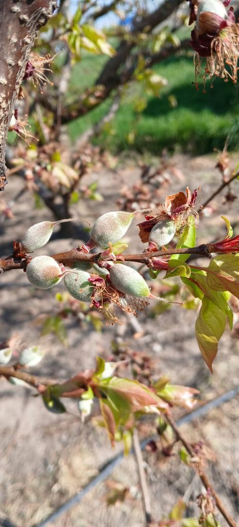 Urmează o noapte critică pentru agricultură ,  risc de îngheț târziu 