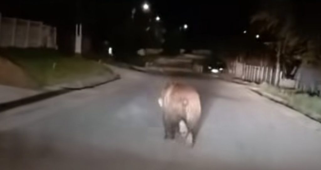 ALERTĂ MAXIMĂ în Dâmbovița: urs pe șosea între Vulcana Băi și Vulcana de Sus