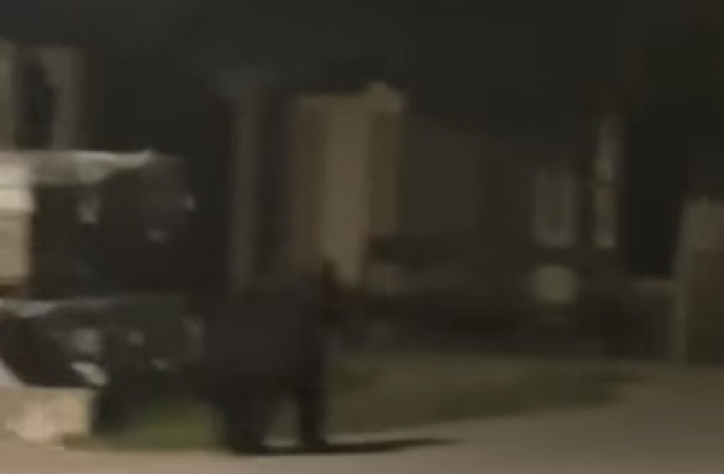 Alertă în comuna Raciu! Urs semnalat în satul  Siliștea
